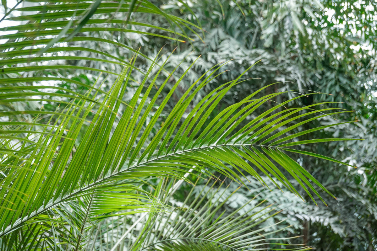 植物园热带雨林里的绿色植物