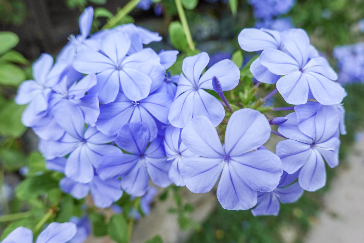 蓝雪花植物花朵特写