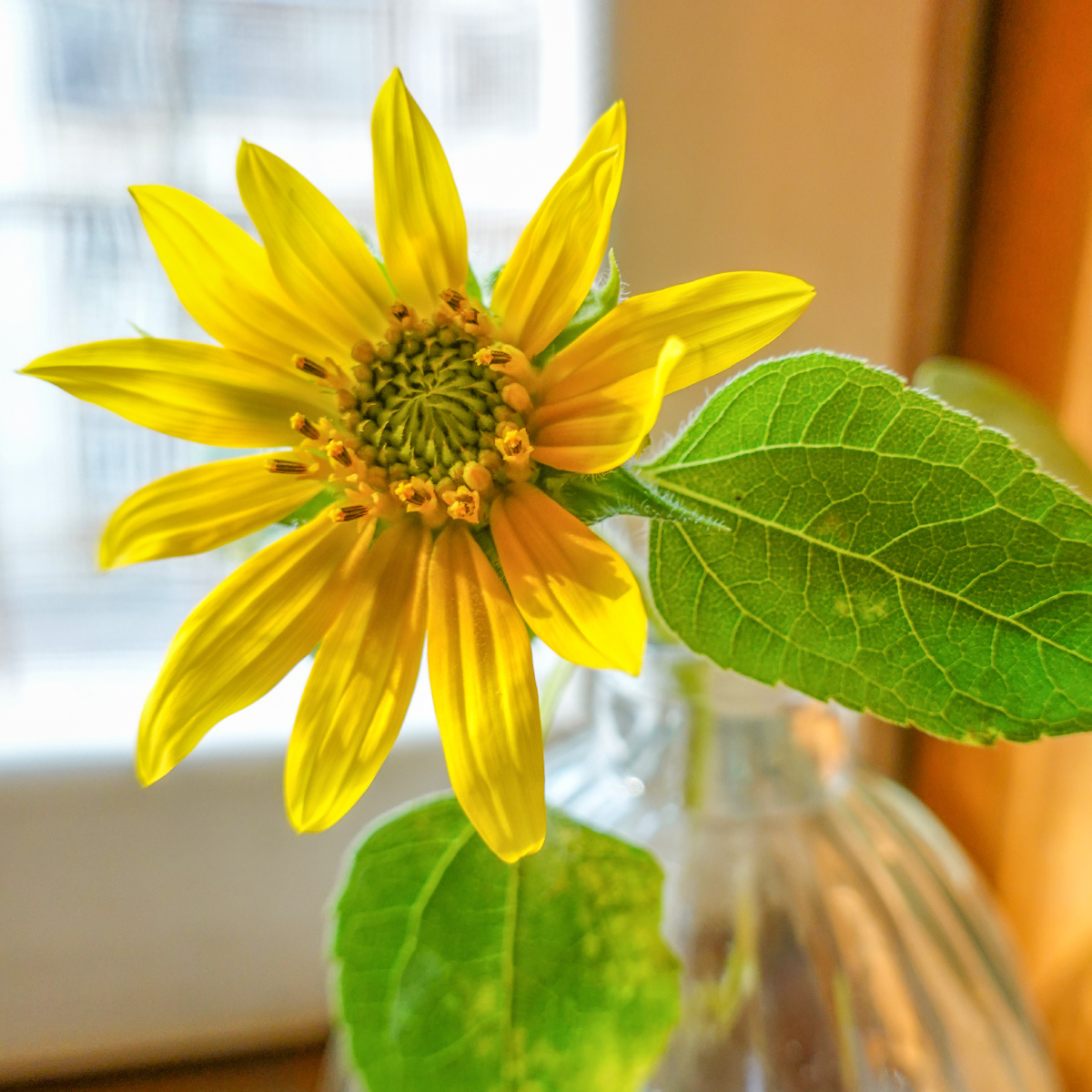 窗台玻璃瓶里的向日葵插花