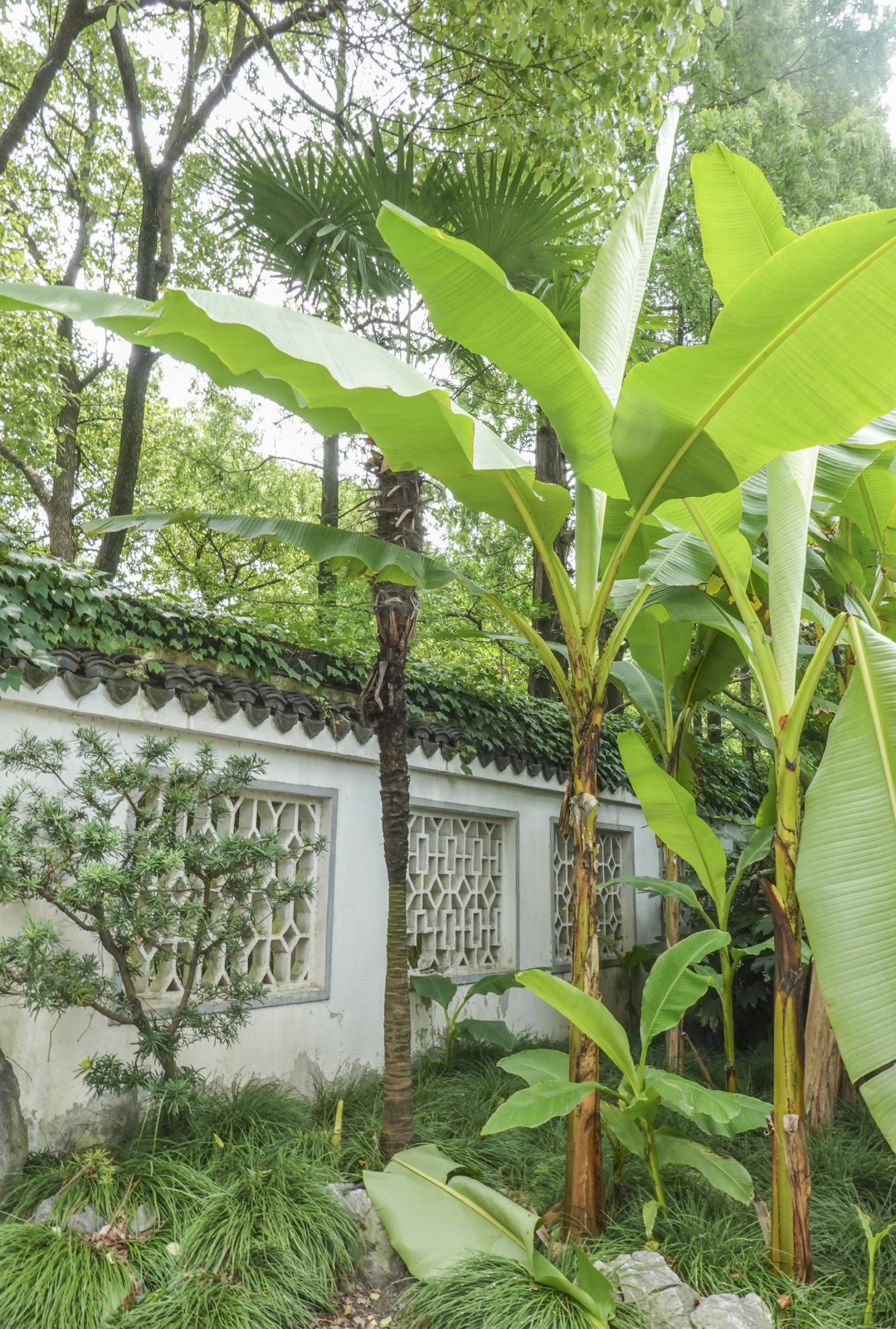 复旦大学燕园,有爬山虎的园林花窗