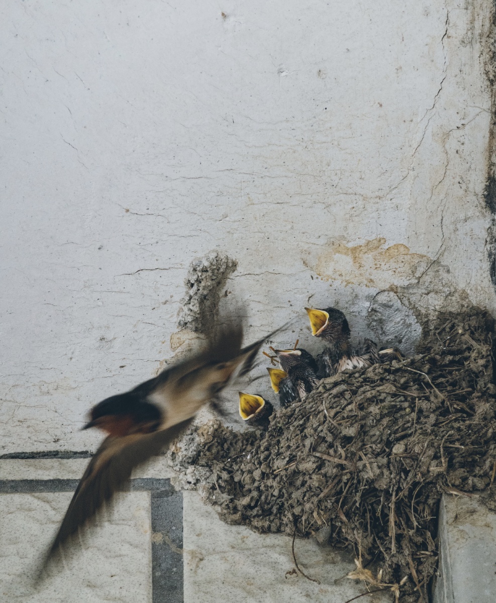 52/22 梁上有双燕,翩翩雄与雌.衔泥两椽间,一巢生五儿.