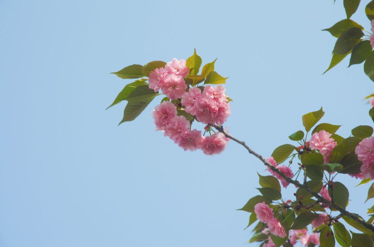 春日暖阳樱花盛开
