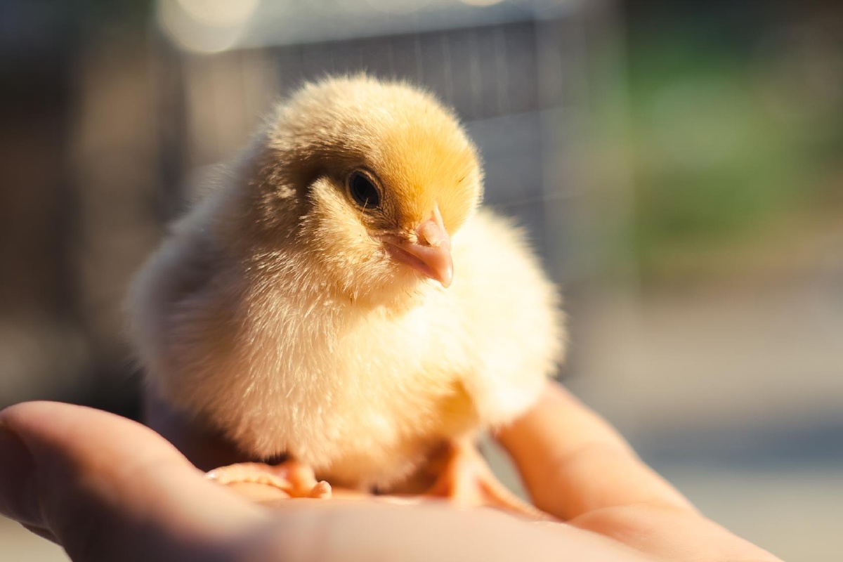 可可爱爱小鸡仔060606