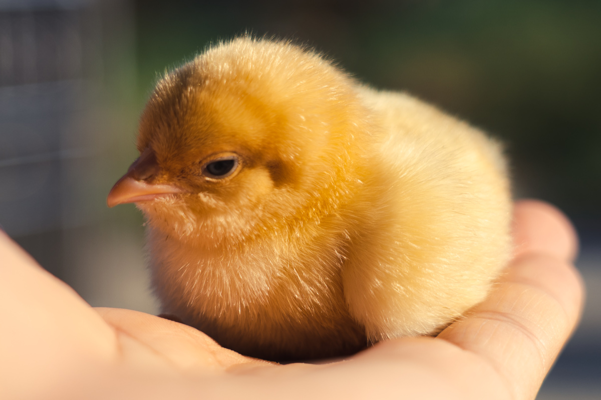 可可爱爱小鸡仔060606 - 歪先生爱摄影 - 图虫