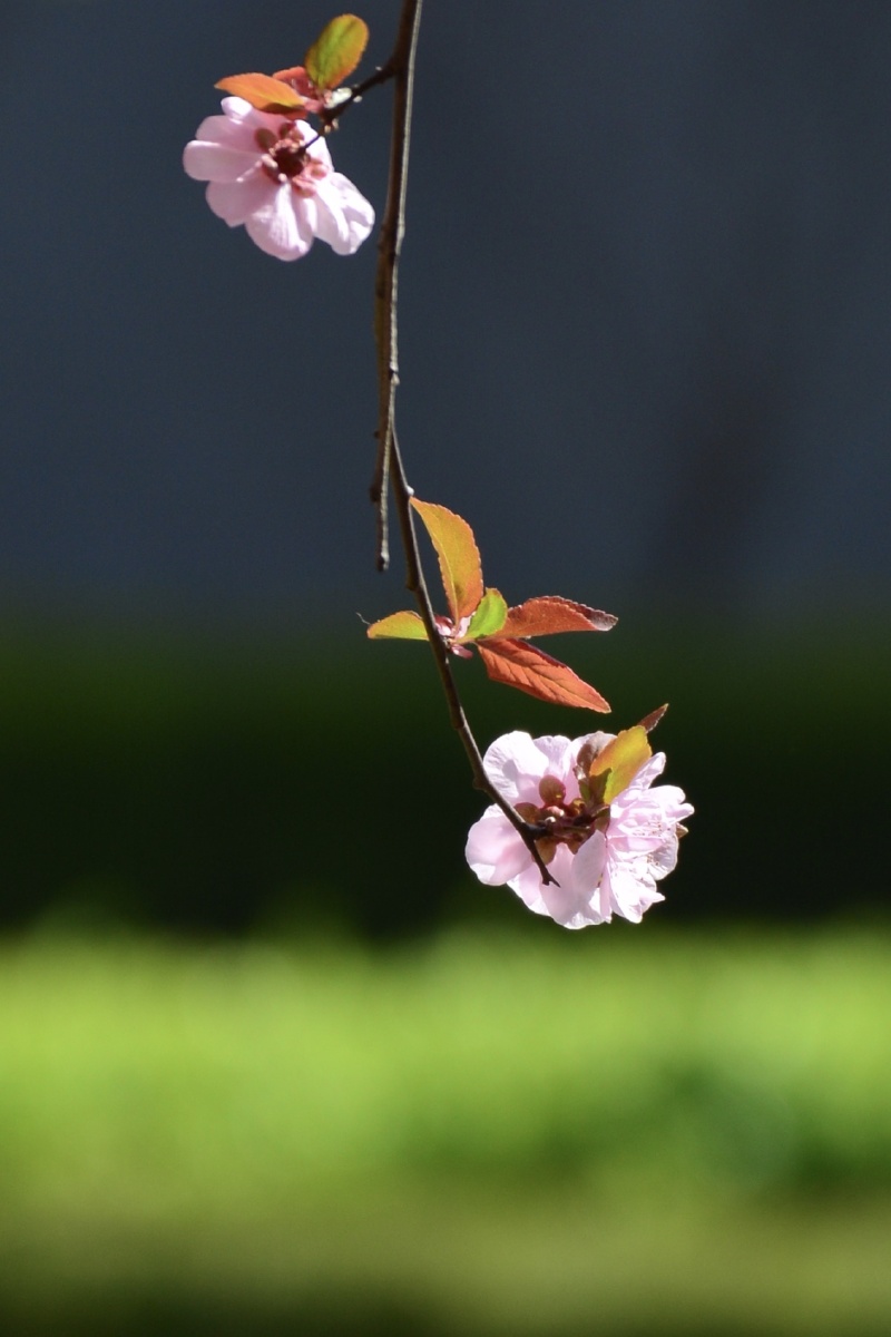 世事无常今年的我们格外盼望春天好在大自然虽饱经风雨但总会准时赴约