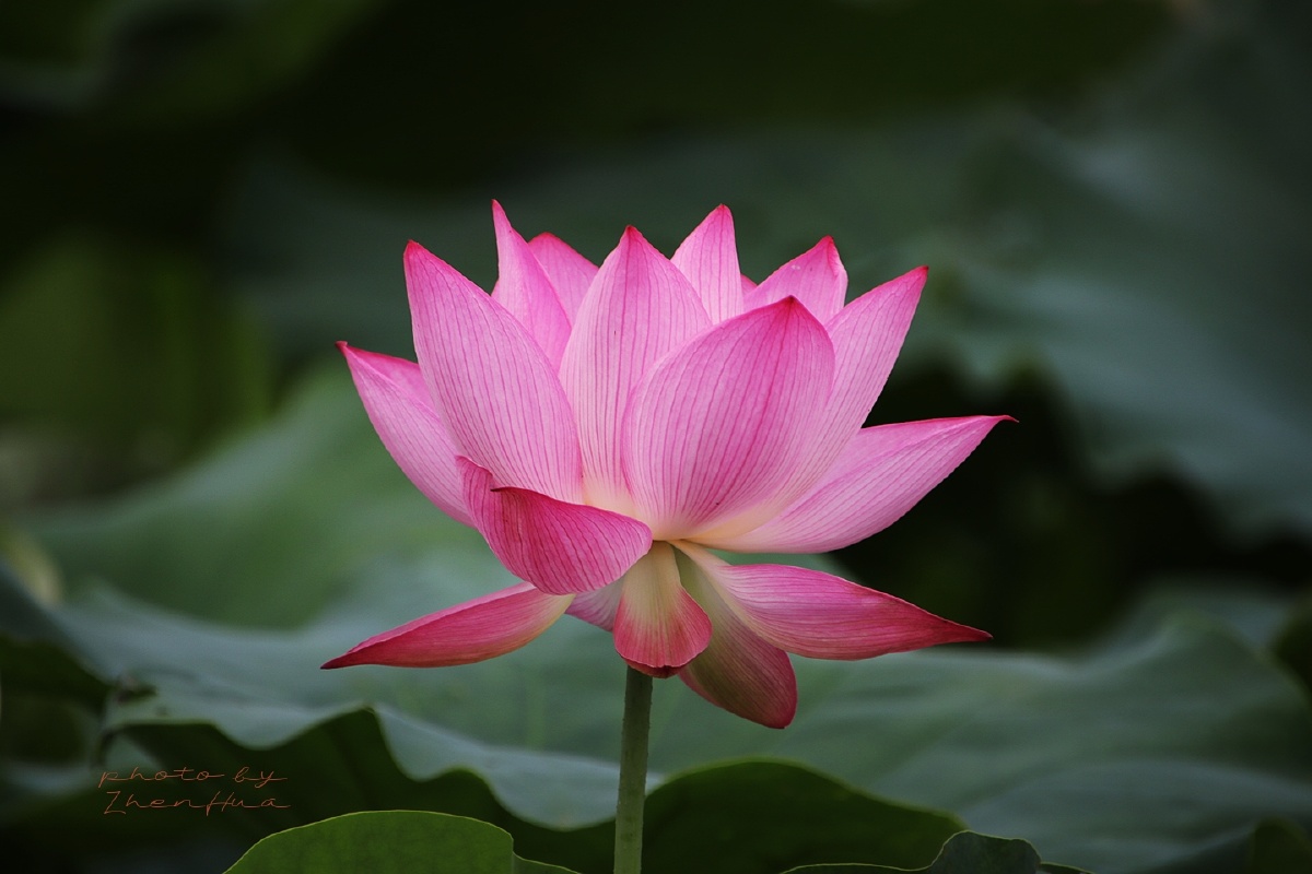 在每年大约5月20日夏天一到的时候荷叶就带着荷花成双结对地出来纳凉