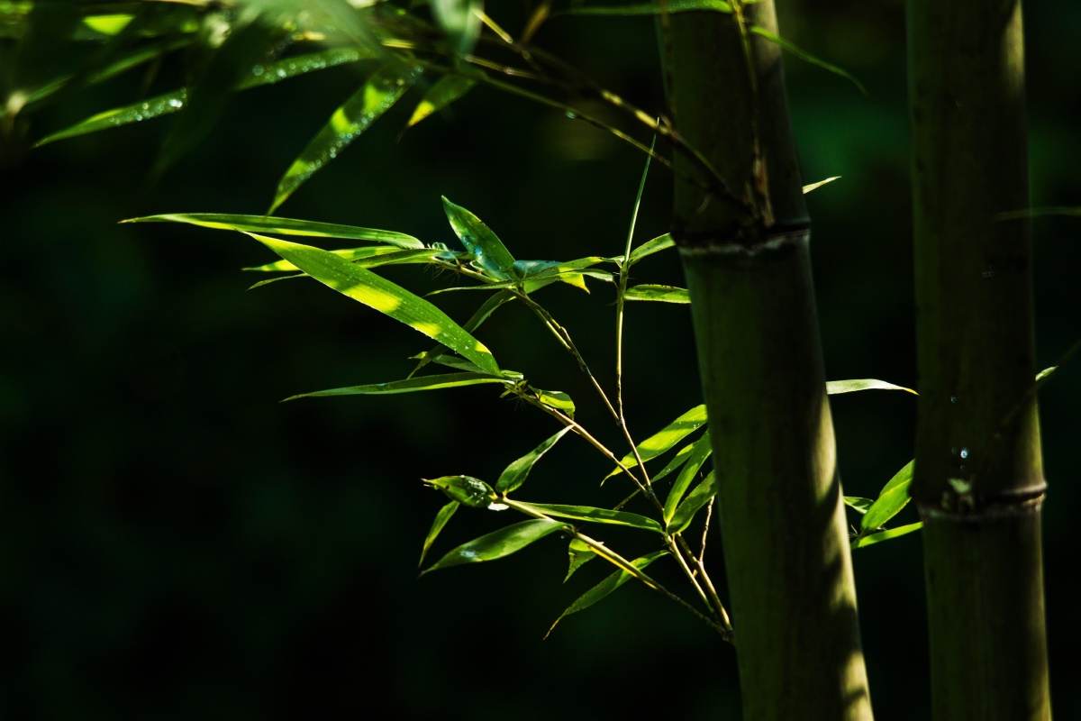 毛竹- 创作者158505878136242 - 图虫