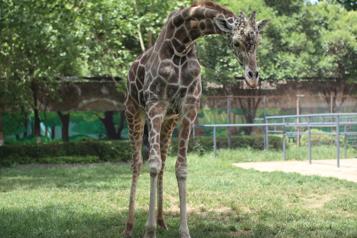 洛阳王城公园动物园