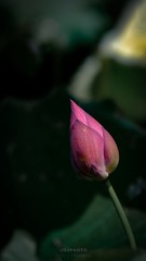 C054A80F-E2DC-4586-954F-DD26E56D999F/L0/001