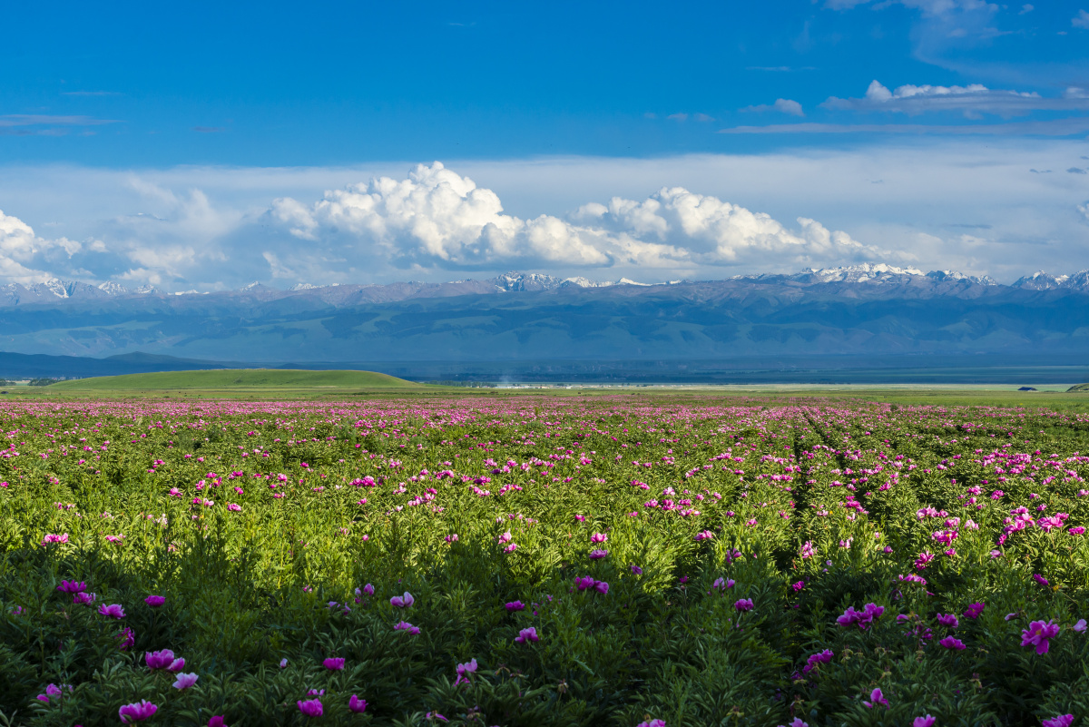 天山下的芍药花海
