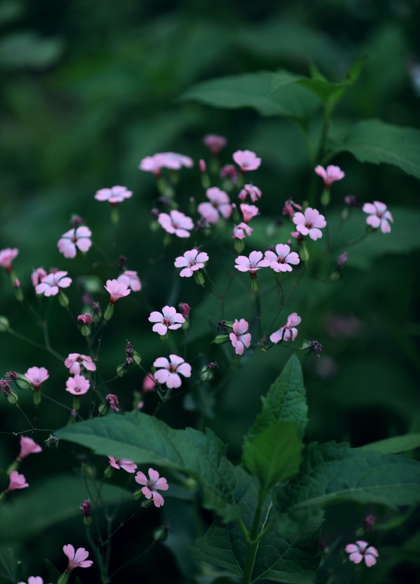 王不留行花又叫麦蓝菜