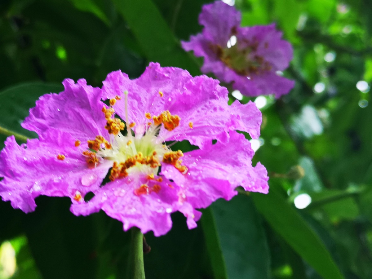 雨后的紫薇花