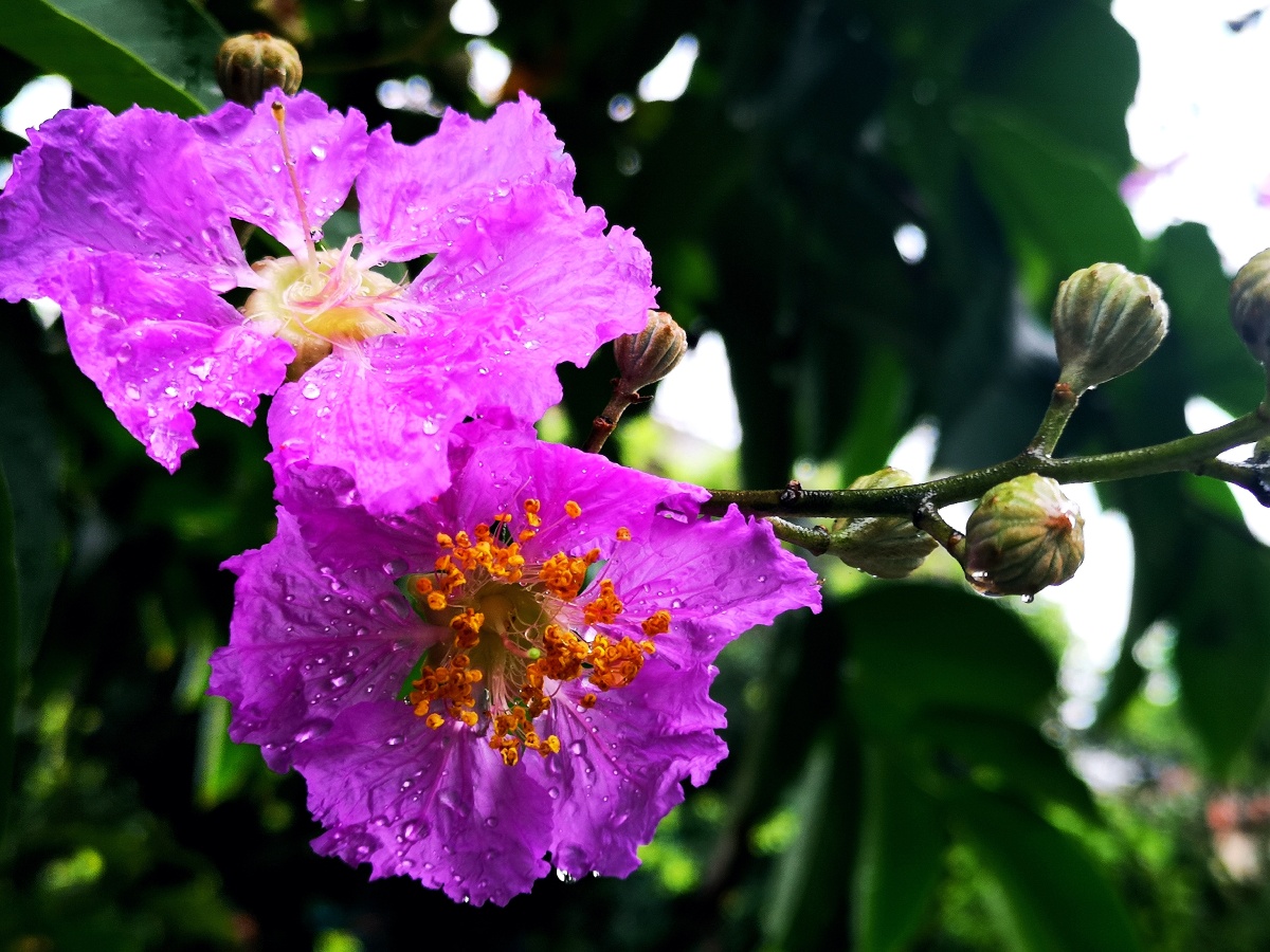雨后的紫薇花