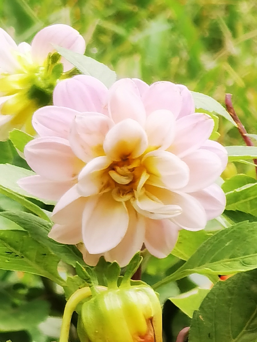 这粉嫩嫩的花儿