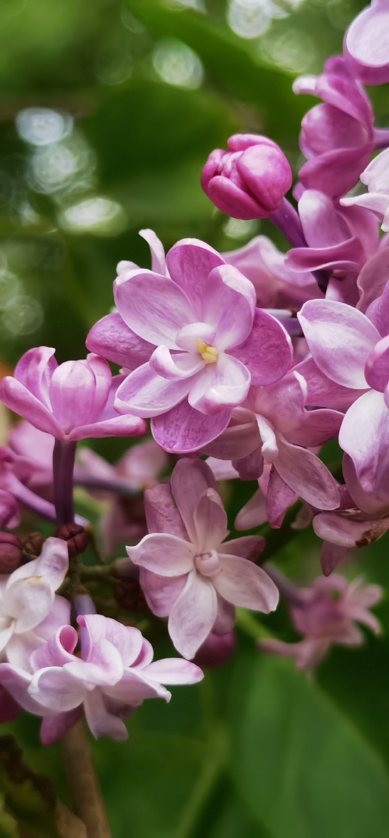繁复花瓣的丁香花