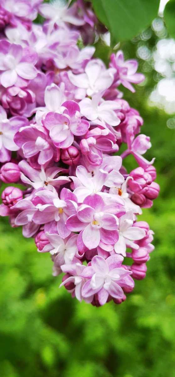 繁复花瓣的丁香花