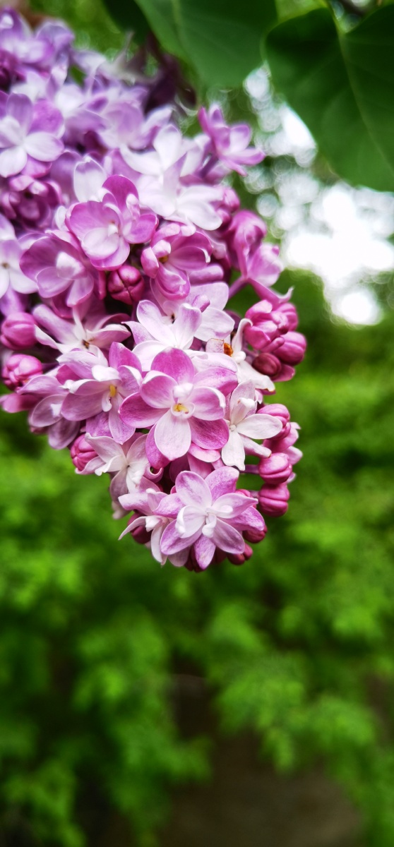 繁复花瓣的丁香花