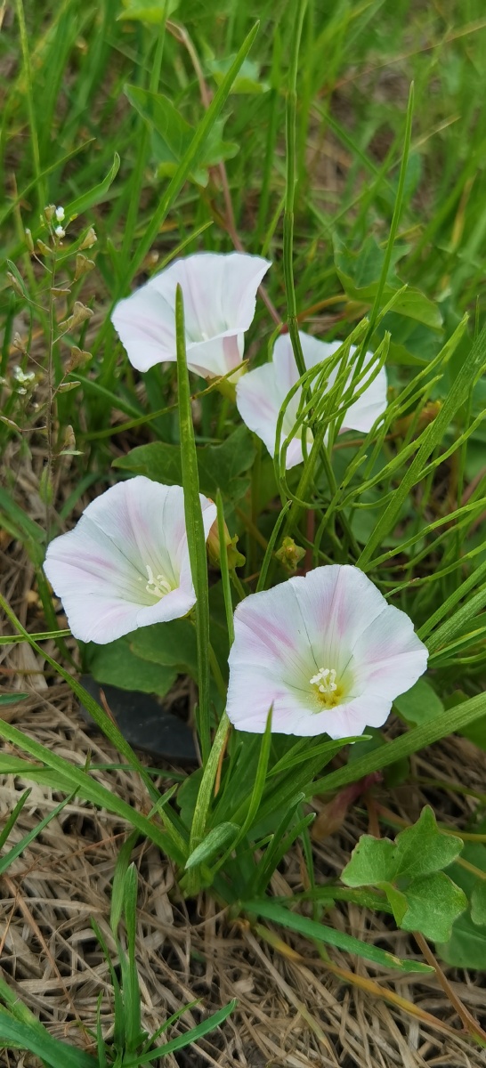 静悄悄的夕颜花
