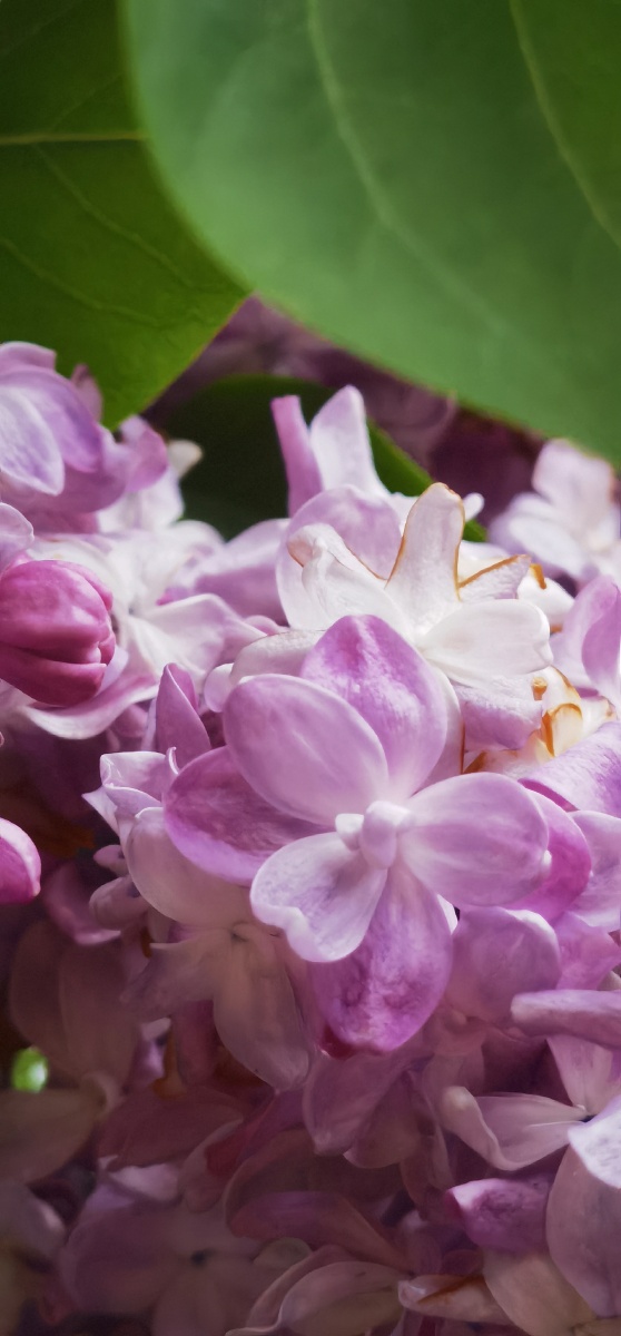 繁复花瓣的丁香花
