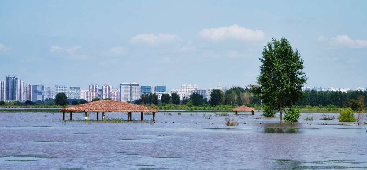 一片泽国中的一亭一树