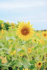 7CA9E466-FD09-416C-8798-8F7A6EF408EE/L0/001