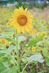 5958AE6A-AE53-4477-A2CF-3B9D4E0F26F0/L0/001
