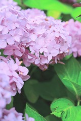 FF4114CA-39AD-49DC-B9E7-C664D2AAC24E/L0/001