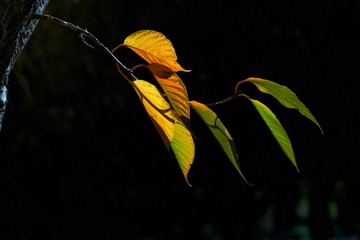 1061115