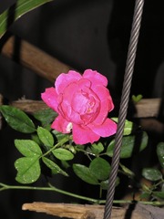 D93C92C6-5D48-42D3-8E0A-8A8567405432/L0/001