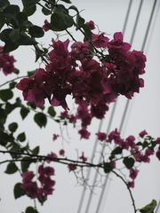 1CE79941-911E-4967-A439-133740D7C9B6/L0/001