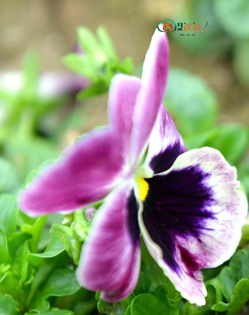 粉嫩可爱之花 - 南海一蚊 - 图虫网 - 优质摄影师交流社区