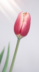 28E07215-4C62-481F-8E71-D7CF63221CA2/L0/001