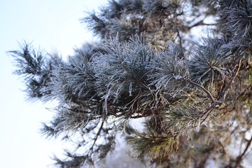 DSC_6537_
