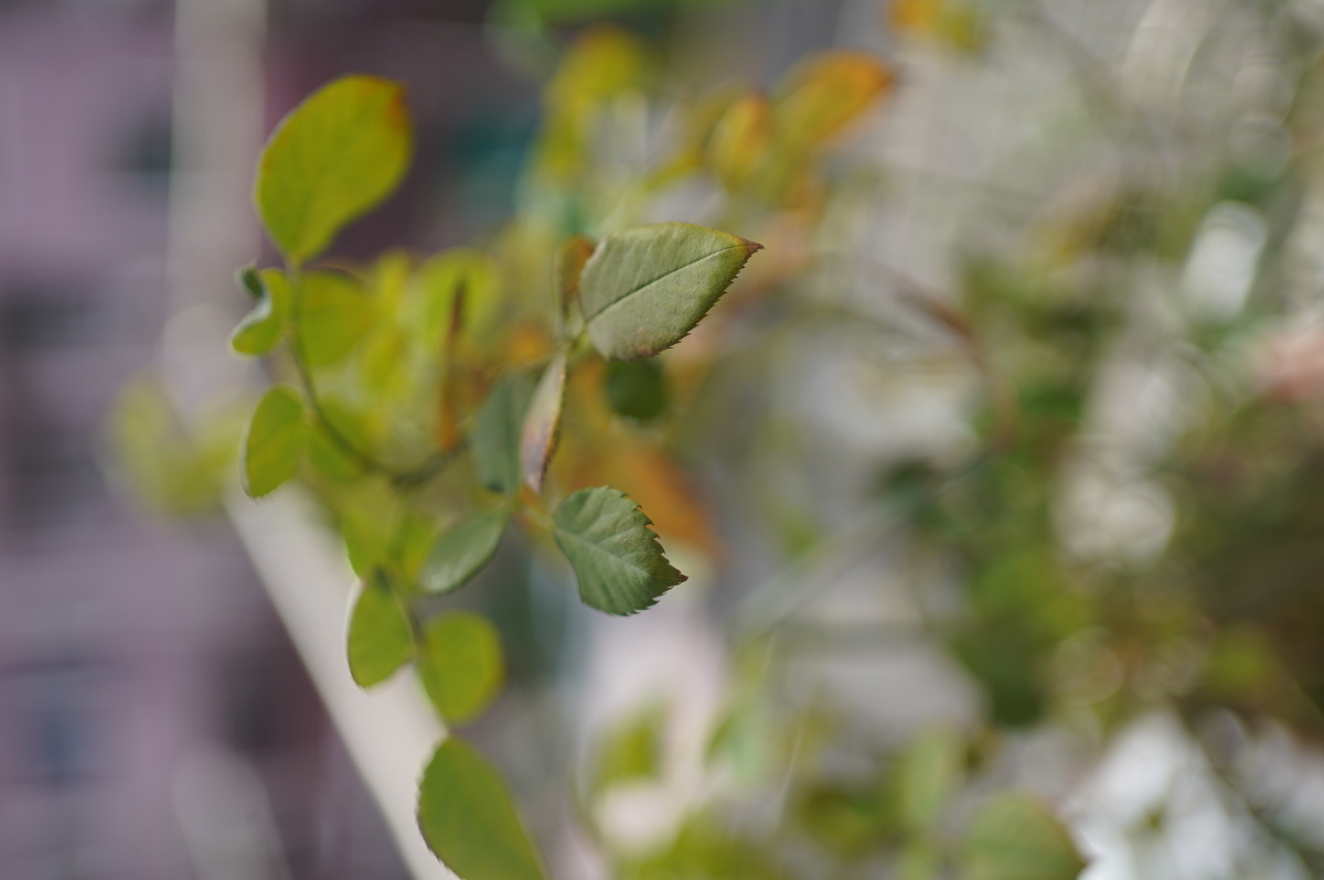 索尼fe35/1.8开箱及直出样片