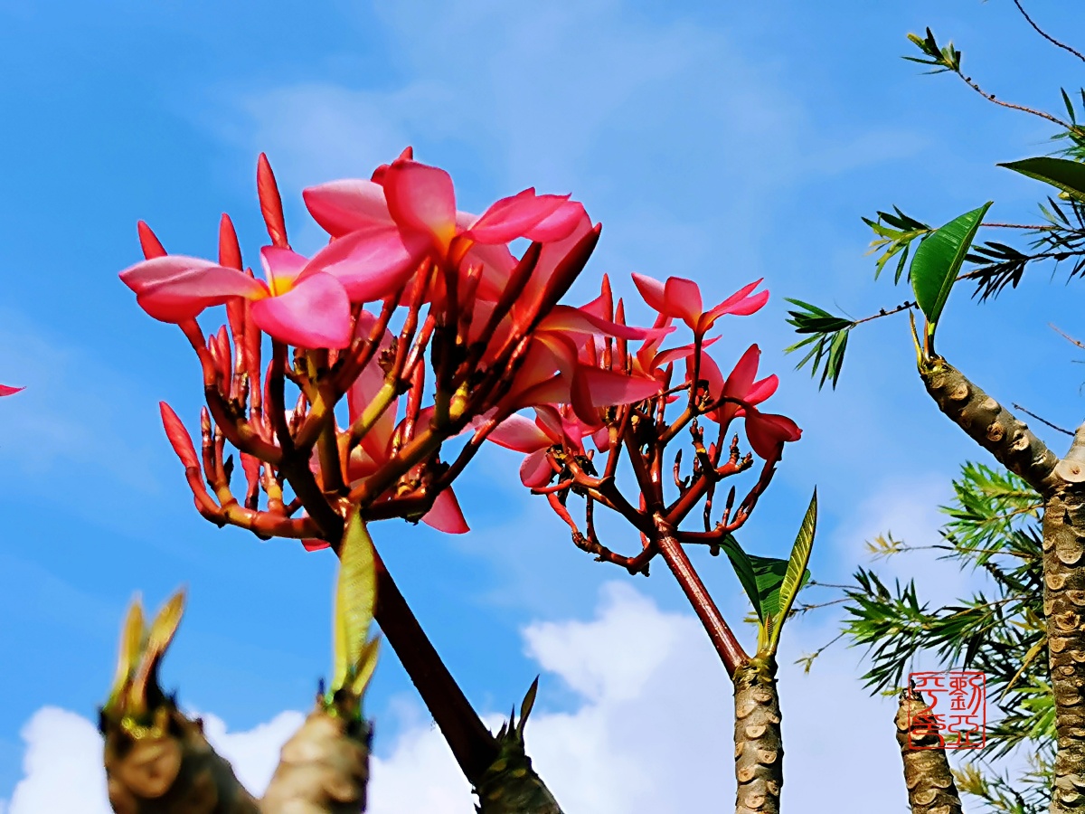 小区里的红色鸡蛋花