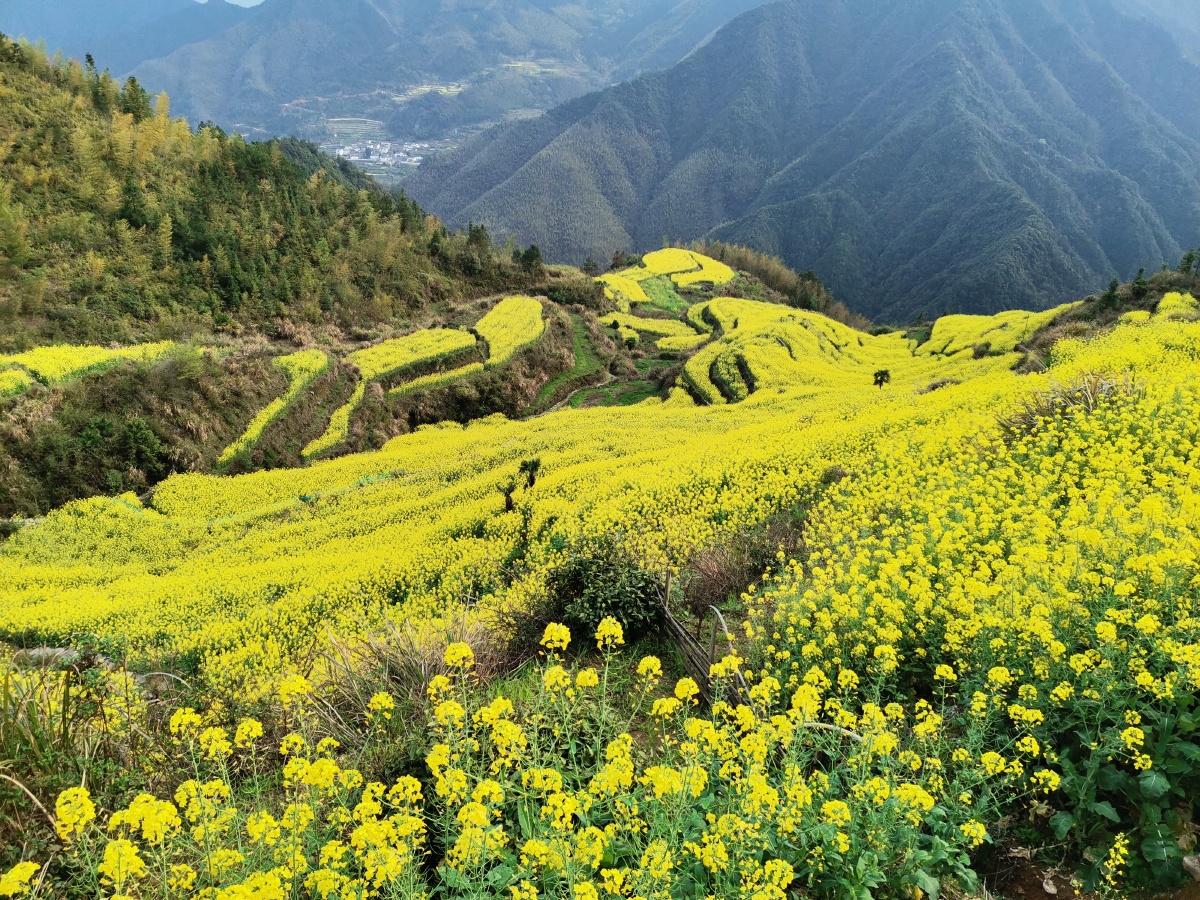 农村生态遇见美好