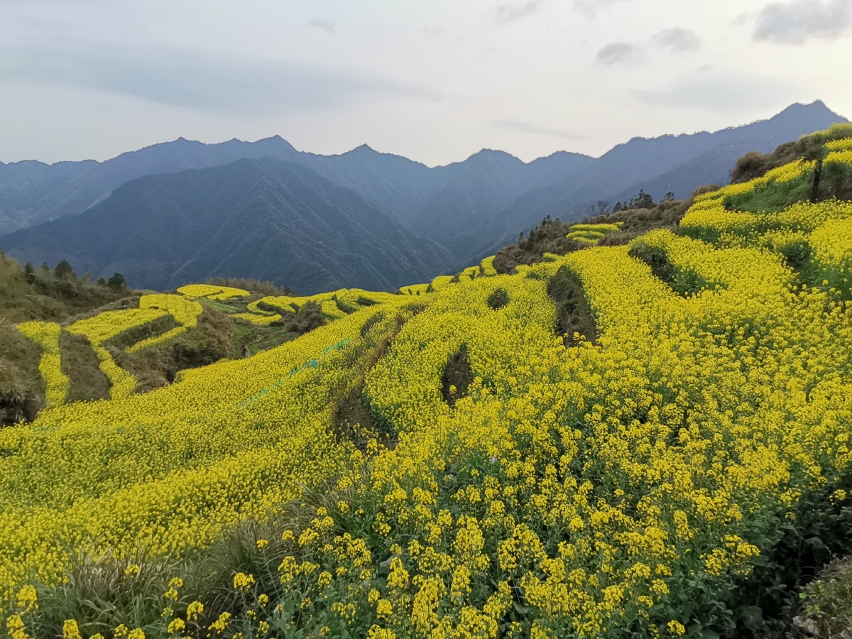 农村生态遇见美好