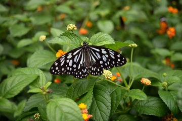 蝴蝶泉 (4)
