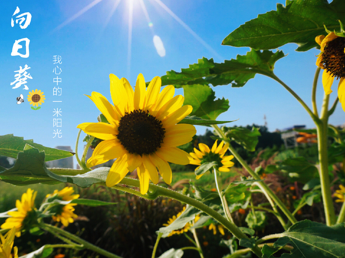 摄向日葵心向阳光