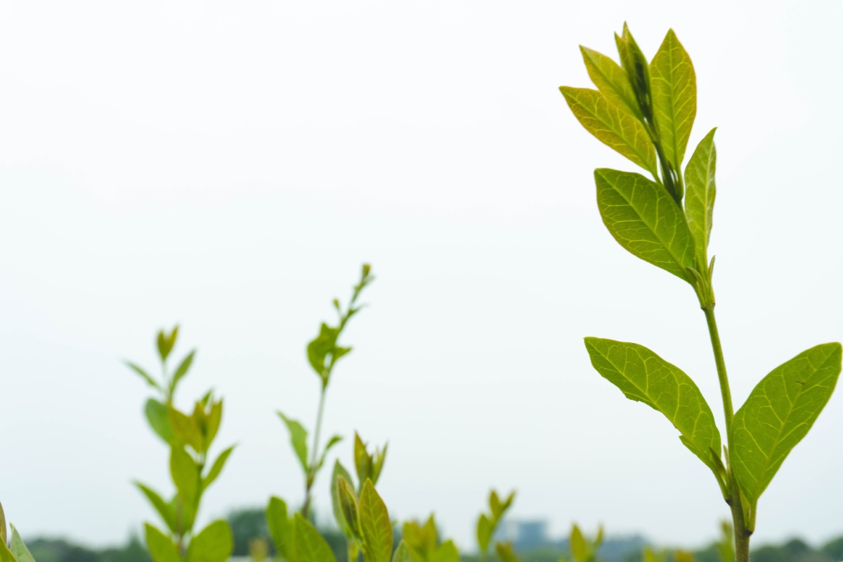 桃叶儿尖上尖柳叶就红满了天