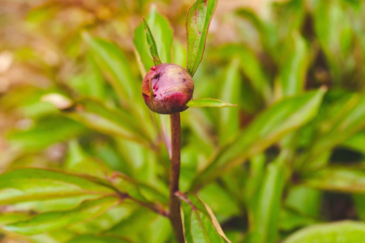 桃叶儿尖上尖柳叶就红满了天