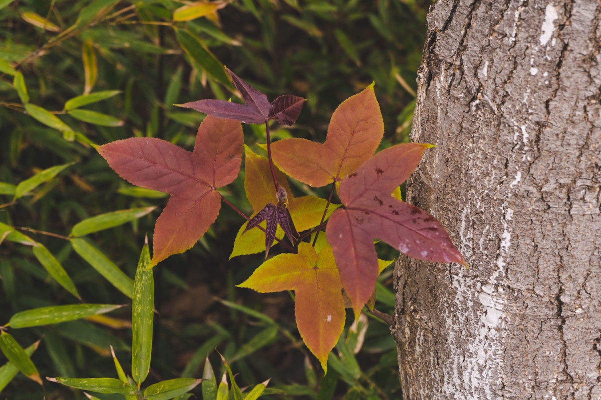 桃叶儿尖上尖柳叶就红满了天