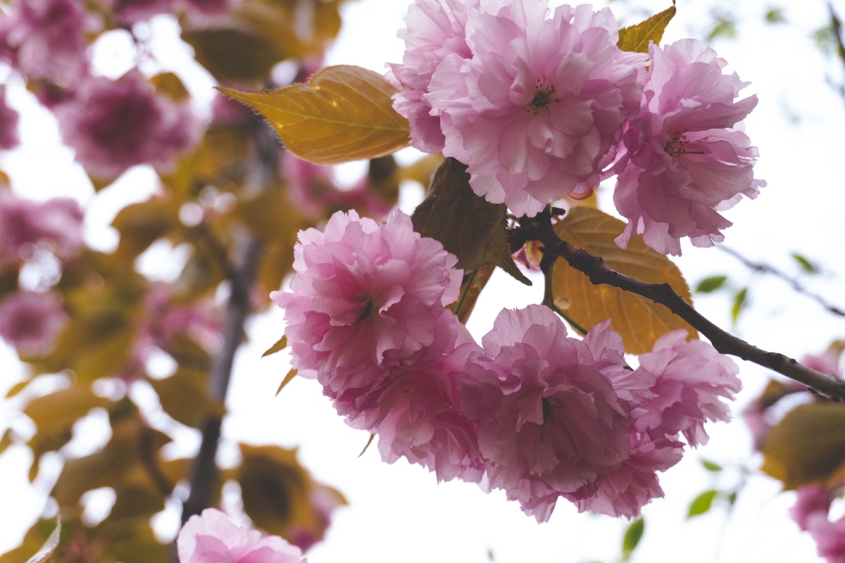 桃叶儿尖上尖柳叶就红满了天