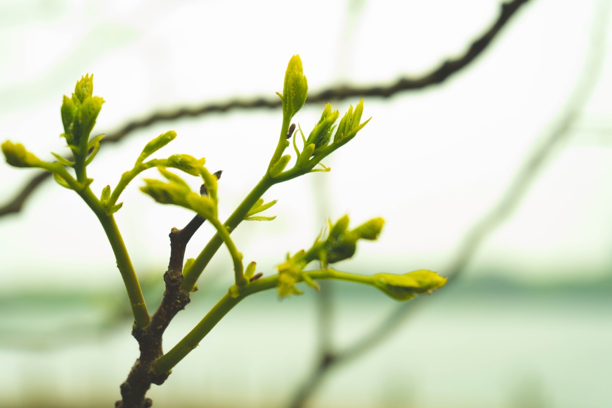 桃叶儿尖上尖柳叶就红满了天