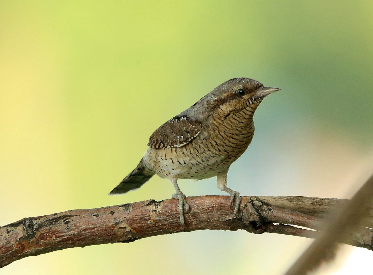25 67蚁䴕鸟,是䴕形目啄木鸟科蚁䴕属的鸟类.俗名歪脖鸟.