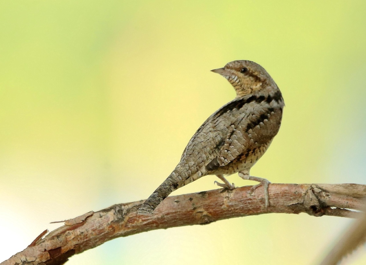 25 67蚁䴕鸟,是䴕形目啄木鸟科蚁䴕属的鸟类.俗名歪脖鸟.