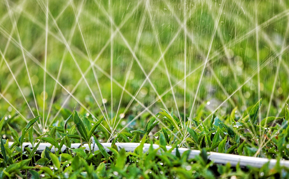 雨露滋润禾苗壮摄影电教老曹地点高阳时间20年6月5日