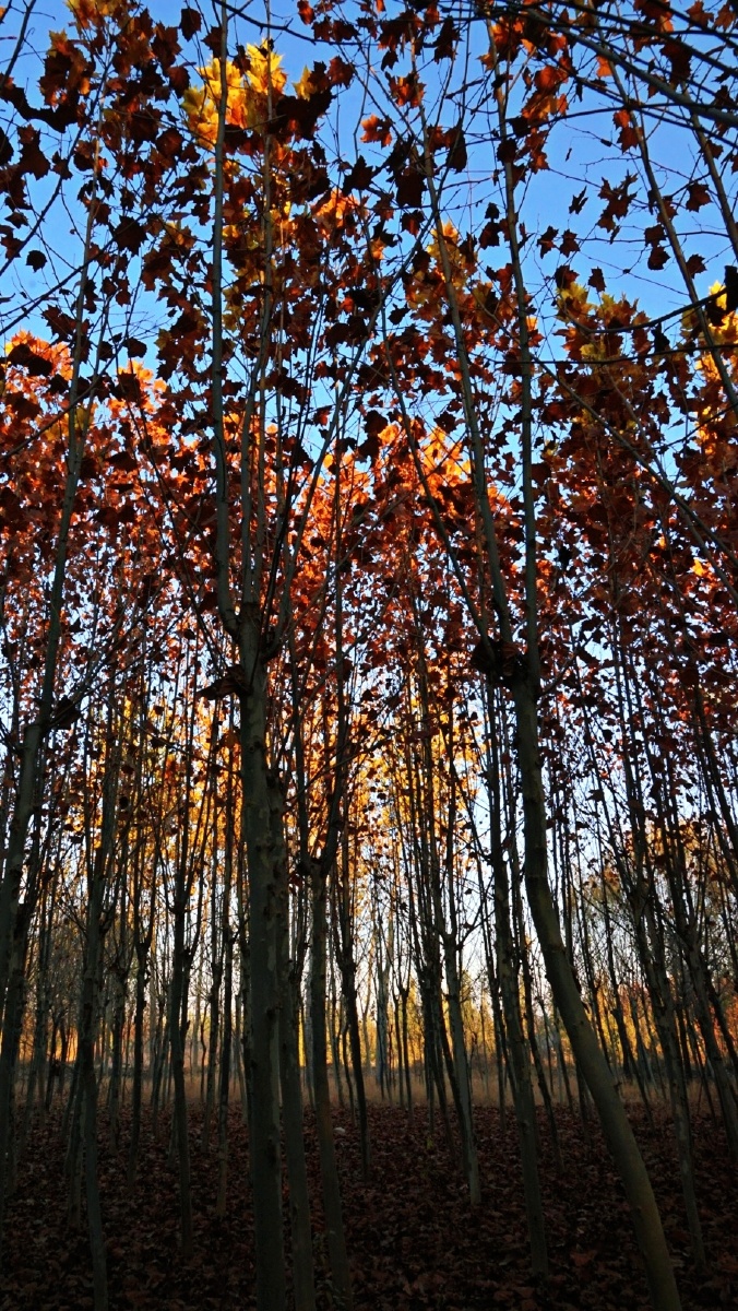 梧桐林保定白沟