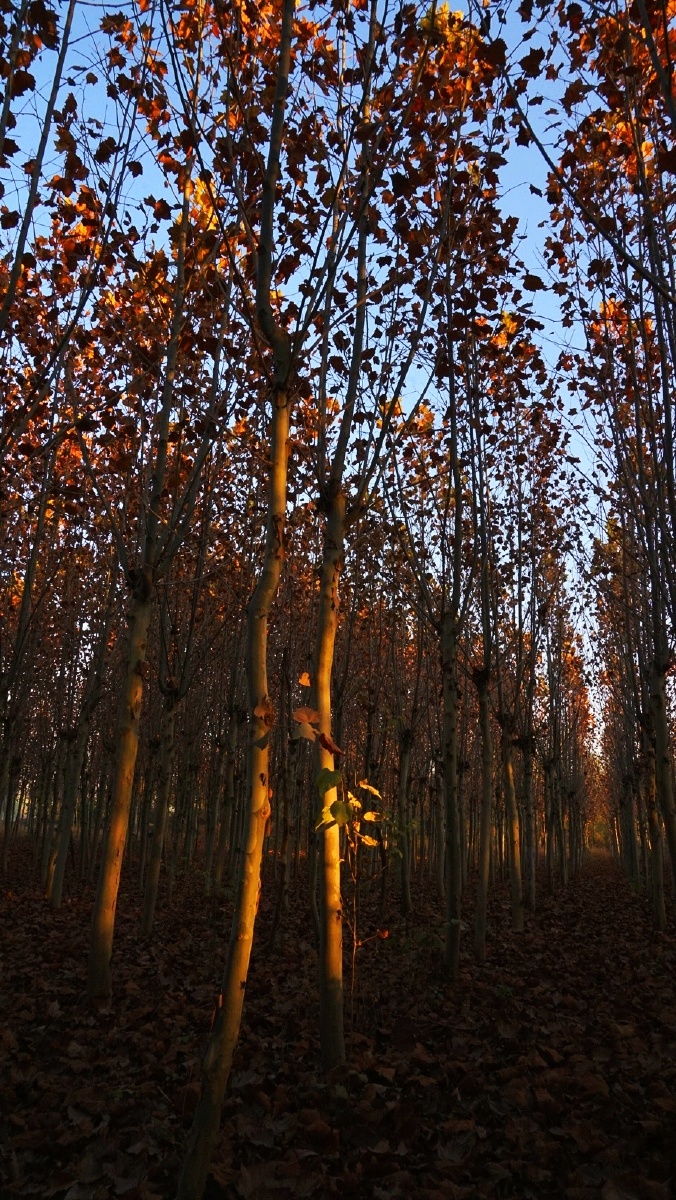 梧桐林保定白沟