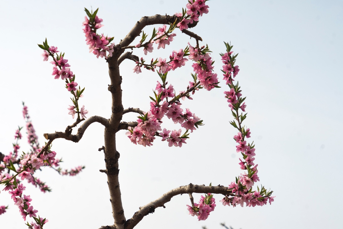 缘溪行忘路之远近忽逢桃花林夹岸数百步中无杂树芳草鲜美落英缤纷摘记